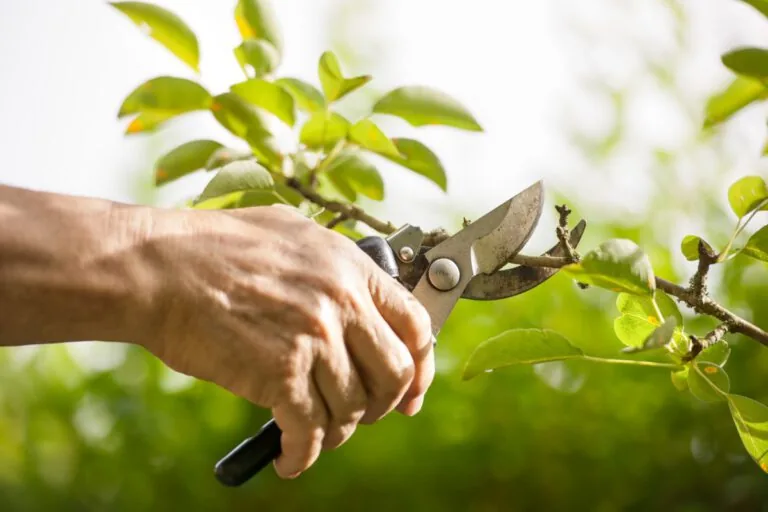 Formschnitt an einer Hecke bei der Grünpflege